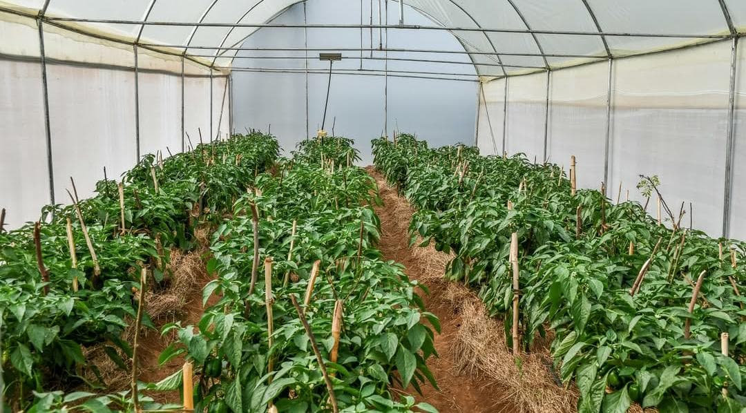 Yellow peppers in smart greenhouse